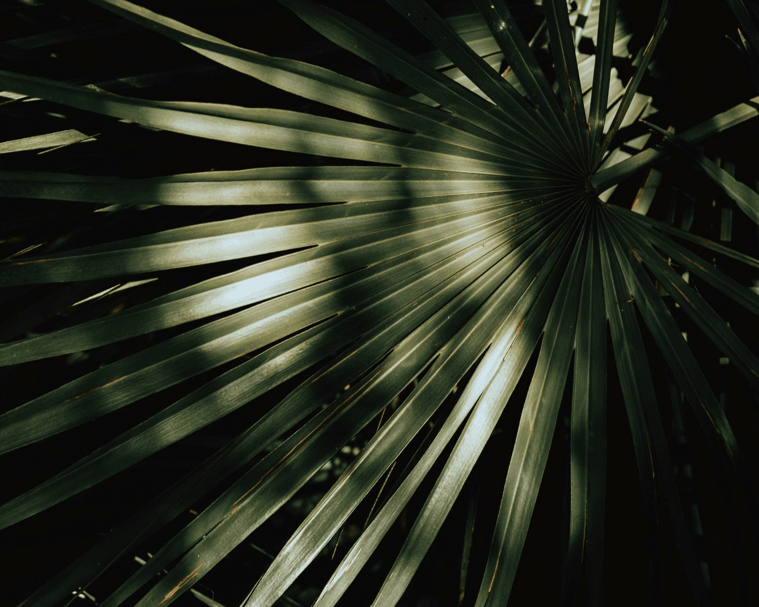 The Cross and The Crown reading plan preview